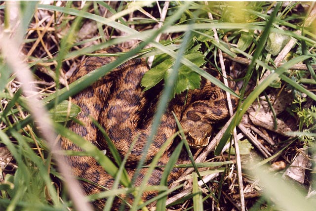 Vipera aspis hugyi
